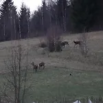 Czar-now Czarnow (Kamienna Gora)