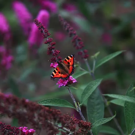 Apartament Czar-nów *