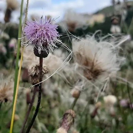 Czar-nów Czarnow (Kamienna Gora)