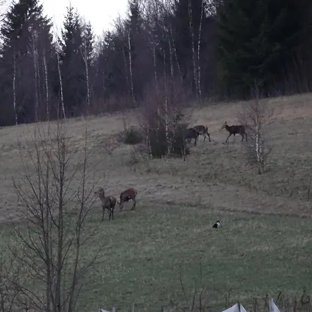 Czar-nów Czarnow (Kamienna Gora)