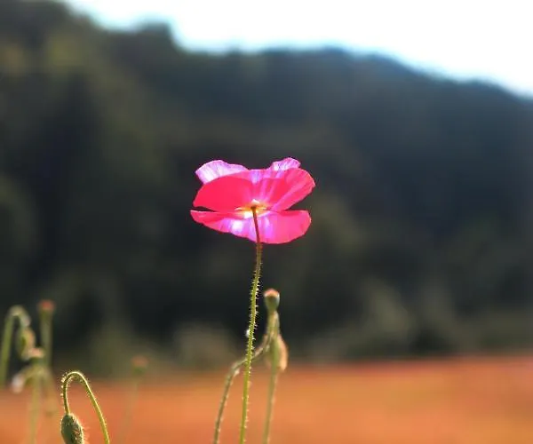 Daire Czar-now Czarnow (Kamienna Gora)