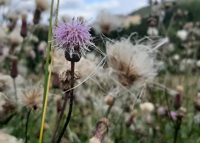 Czar-now Czarnow (Kamienna Gora)