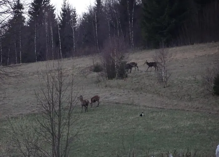 Czar-now Czarnow (Kamienna Gora)